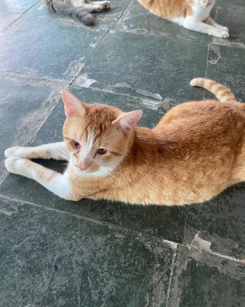 Fábio Júnior, gato para adoção em Belo Horizonte - MG — foto 2 de 3