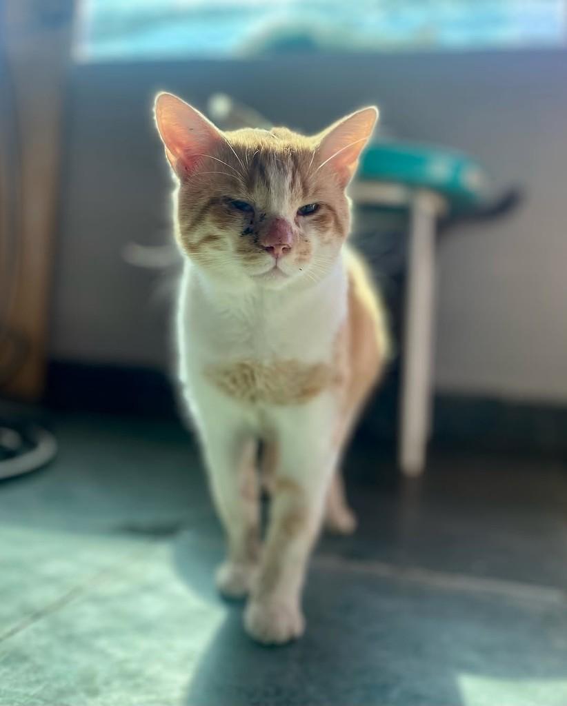 Fábio Júnior, gato para adoção em Belo Horizonte - MG — foto 3 de 3