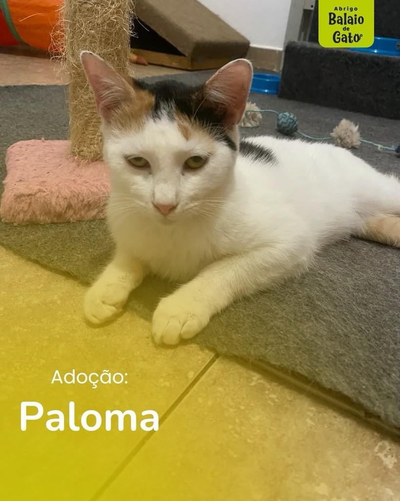 Paloma, gata de porte pequeno para adoção em Belo Horizonte - MG