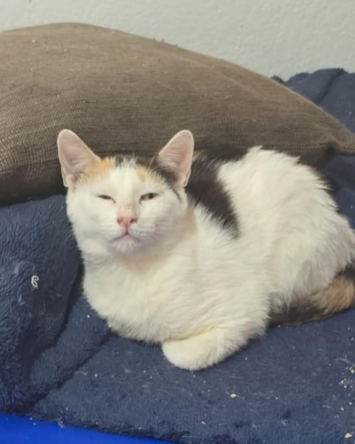 Paloma, gata de porte pequeno para adoção em Belo Horizonte - MG — foto 2 de 3