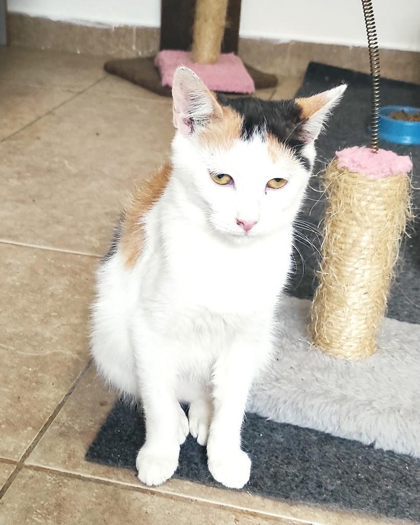 Paloma, gata de porte pequeno para adoção em Belo Horizonte - MG — foto 3 de 3
