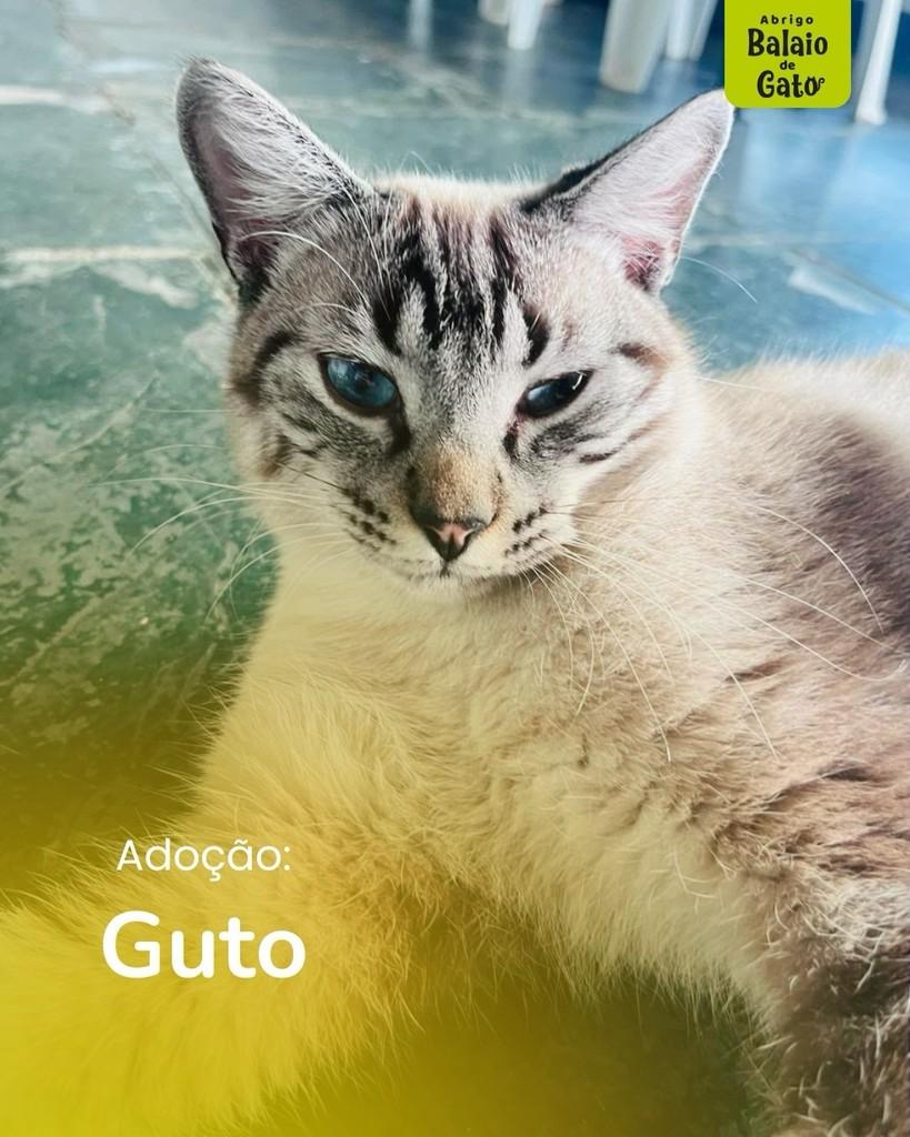 Guto, gato de porte médio para adoção em Belo Horizonte - MG