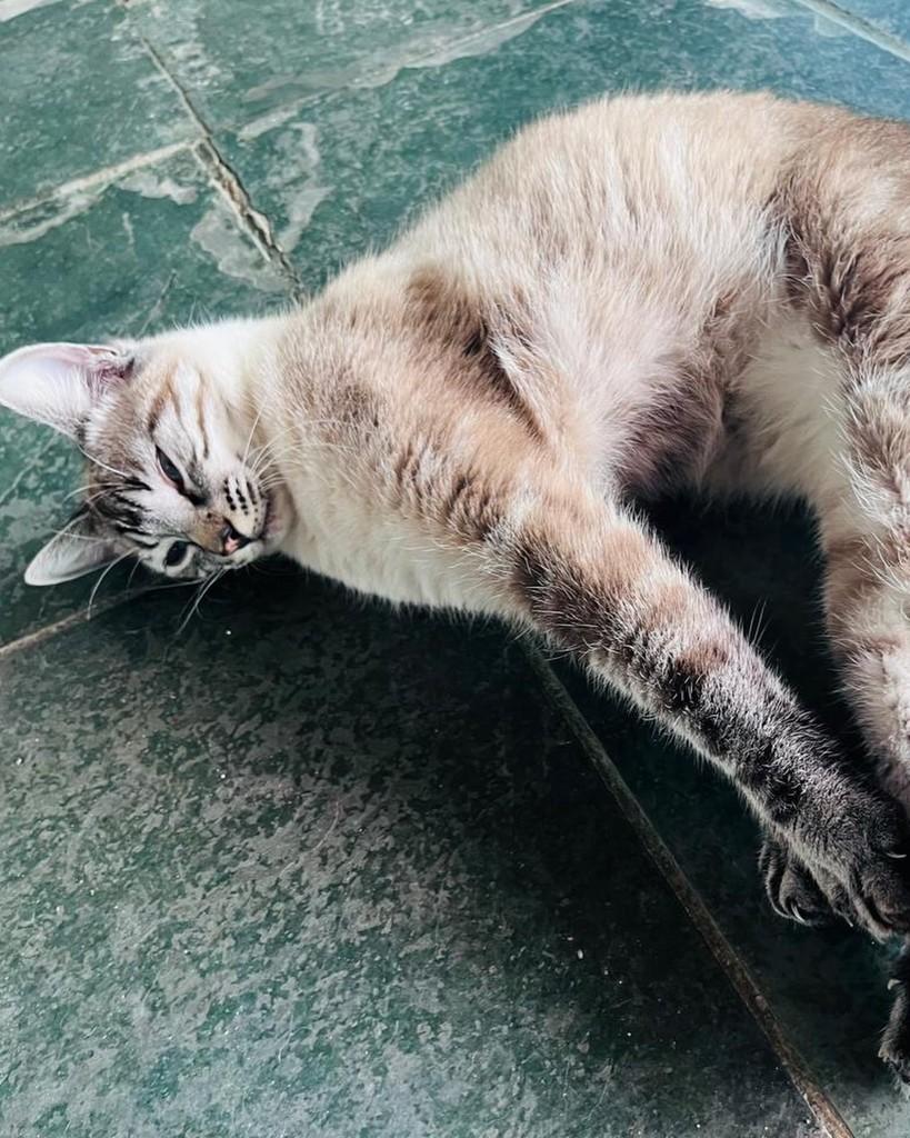 Guto, gato de porte médio para adoção em Belo Horizonte - MG — foto 2 de 5