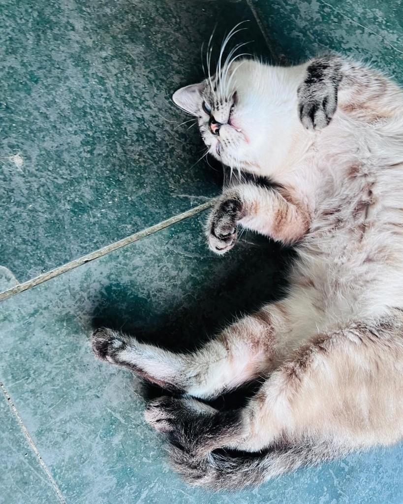 Guto, gato de porte médio para adoção em Belo Horizonte - MG — foto 3 de 5