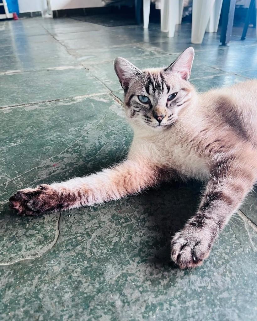 Guto, gato de porte médio para adoção em Belo Horizonte - MG — foto 4 de 5