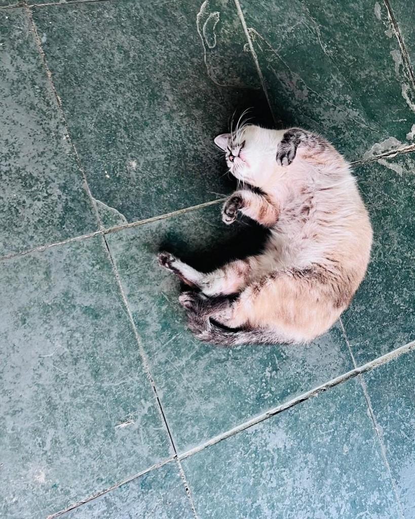 Guto, gato de porte médio para adoção em Belo Horizonte - MG — foto 5 de 5