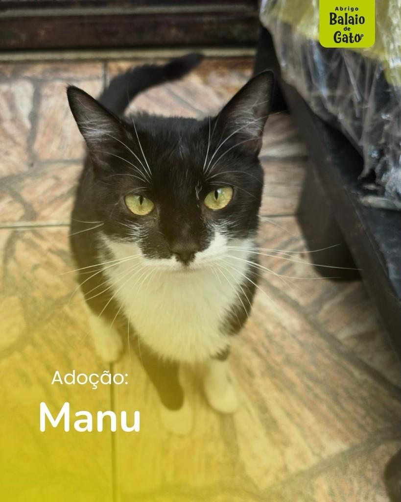 Manu, gata de porte médio para adoção em Belo Horizonte - MG