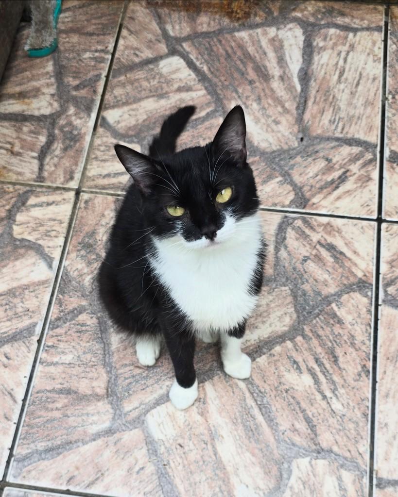 Manu, gata de porte médio para adoção em Belo Horizonte - MG — foto 3 de 4