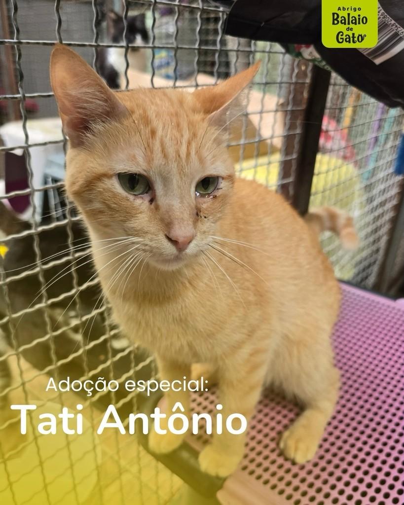 Tati Antônio, gato de porte pequeno para adoção em Belo Horizonte - MG