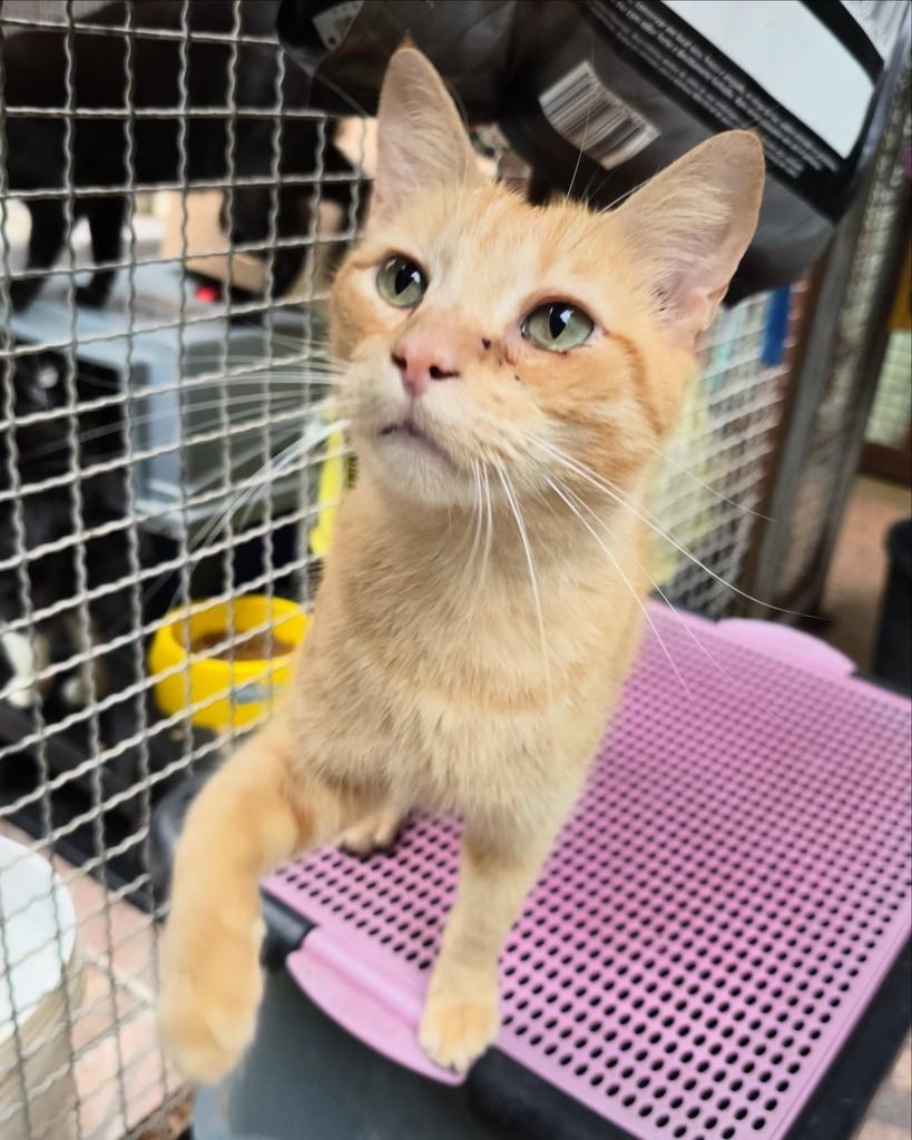 Tati Antônio, gato de porte pequeno para adoção em Belo Horizonte - MG — foto 2 de 3