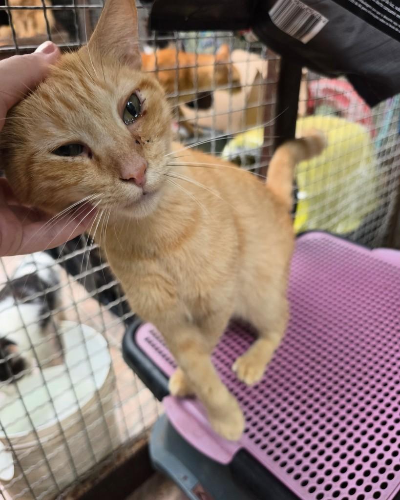 Tati Antônio, gato de porte pequeno para adoção em Belo Horizonte - MG — foto 3 de 3