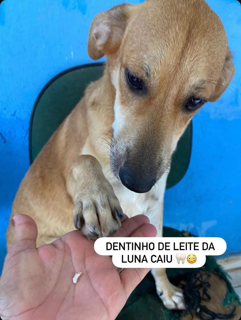 Luna, cachorro de porte pequeno para adoção em Satuba - AL