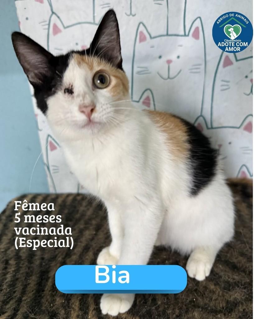 Bia, gato para adoção em Satuba - AL