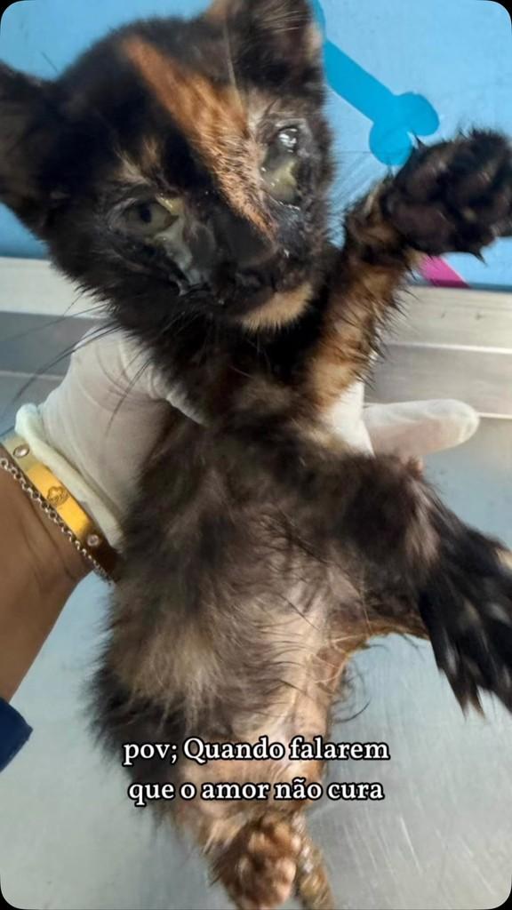 Princesa, gato de porte pequeno para adoção em Satuba - AL