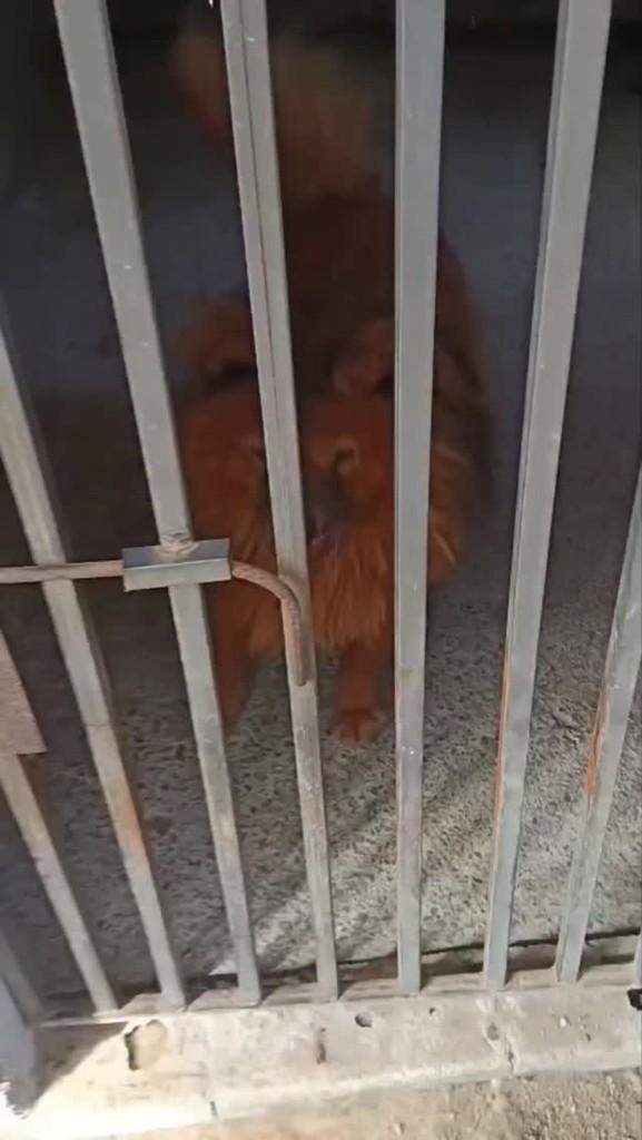 Hachi, cachorro de porte médio para adoção em São Lourenço da Serra - SP
