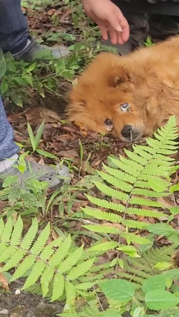 Valentina, cadela de porte pequeno para adoção em São Lourenço da Serra - SP