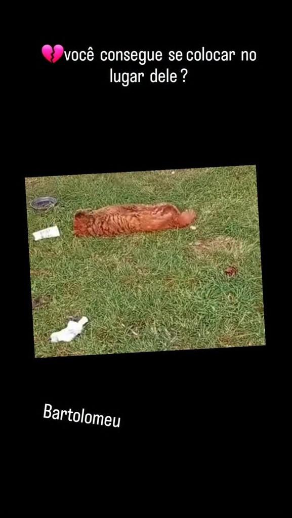Bartolomeu, cachorro de porte médio para adoção em São Lourenço da Serra - SP