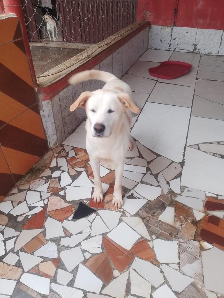 Skipe, cachorro de porte grande para adoção em Águas Lindas de Goiás - GO