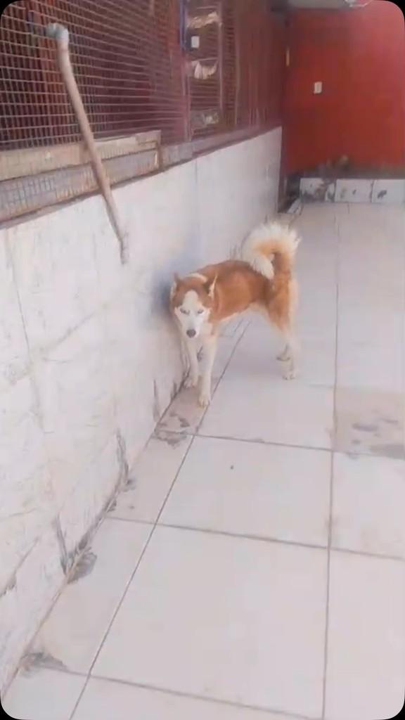 Fênix, cachorro de porte médio para adoção em Águas Lindas de Goiás - GO