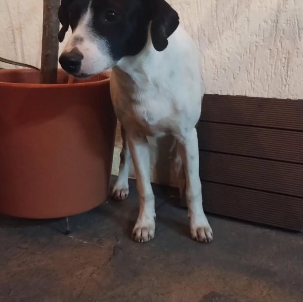 Snoopy, cachorro de porte pequeno para adoção em Brasília - DF