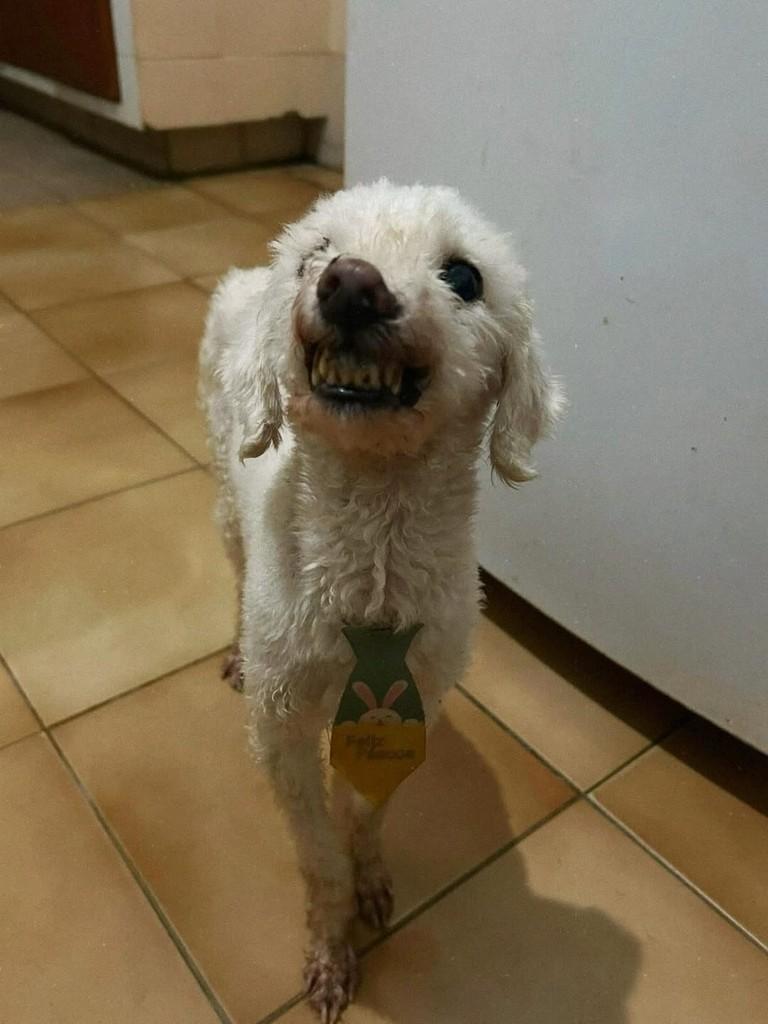 Floquinho, cachorro de porte pequeno para adoção em João Pessoa - PB