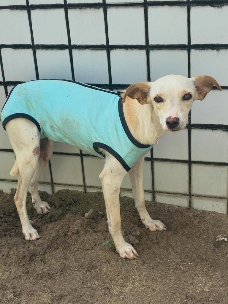 Pequena, cadela de porte pequeno para adoção em João Pessoa - PB