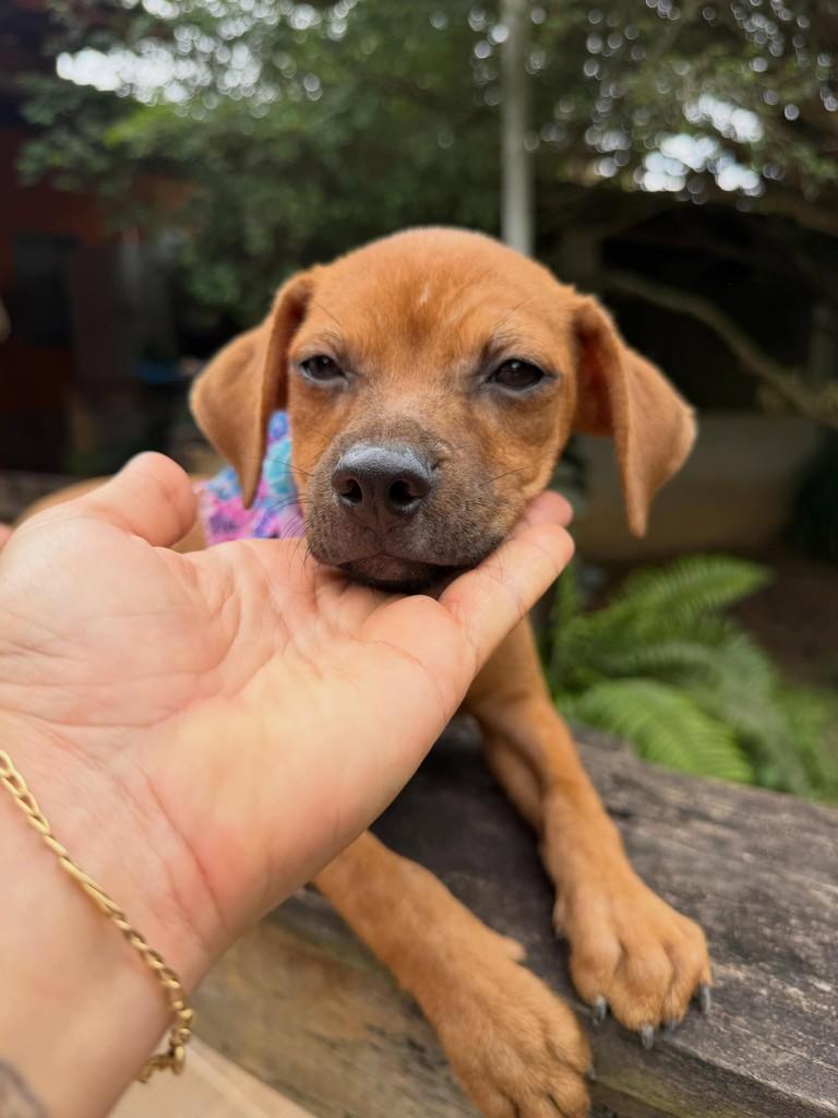 Patrícia, cadela de porte médio para adoção em Colatina - ES — foto 2 de 13