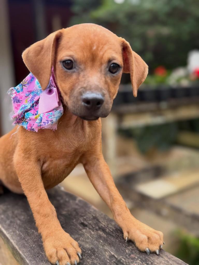 Patrícia, cadela de porte médio para adoção em Colatina - ES — foto 3 de 13