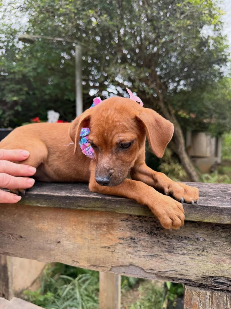 Patrícia, cadela de porte médio para adoção em Colatina - ES — foto 4 de 13