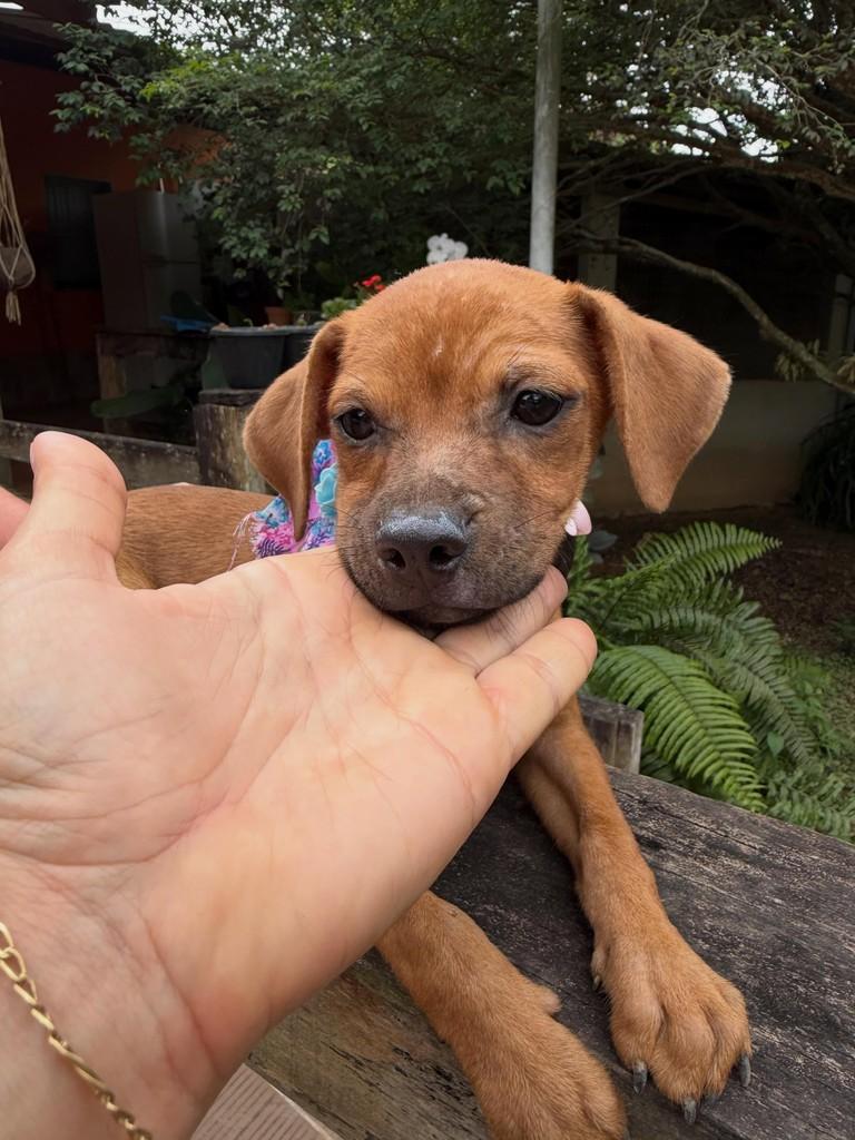 Patrícia, cadela de porte médio para adoção em Colatina - ES — foto 5 de 13