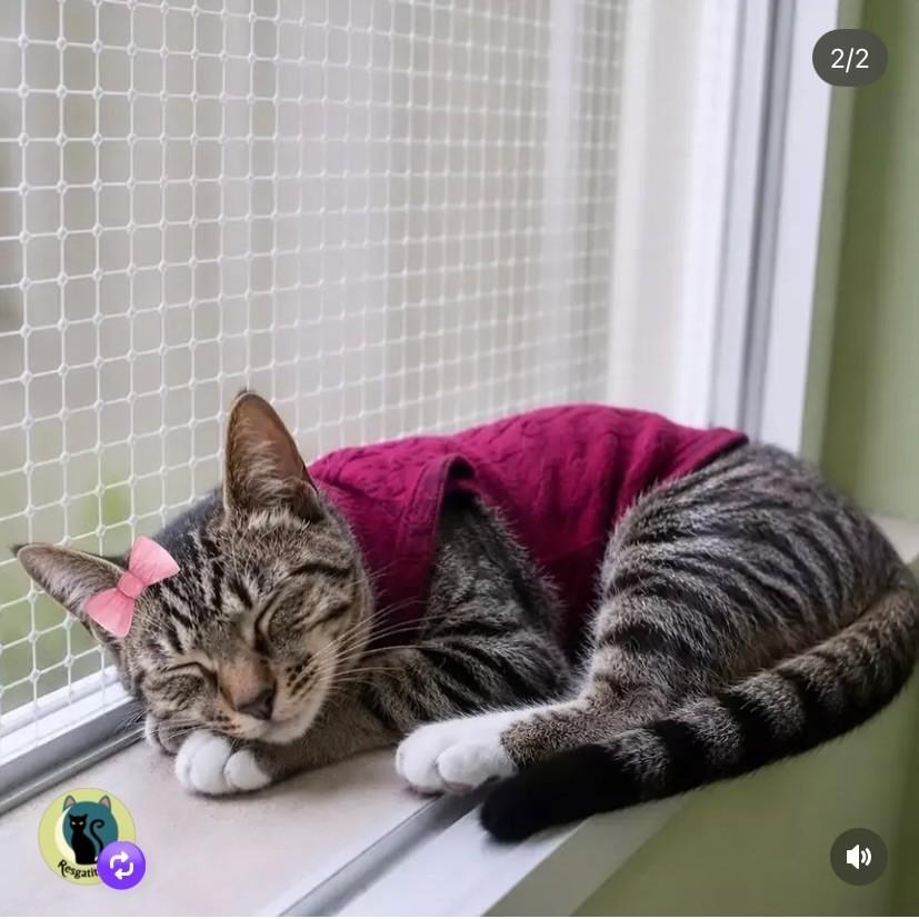 Lívia, gata de porte pequeno para adoção em Santo André - SP