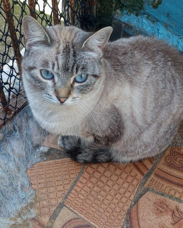 Cecília, gata de porte médio para adoção em Santo André - SP