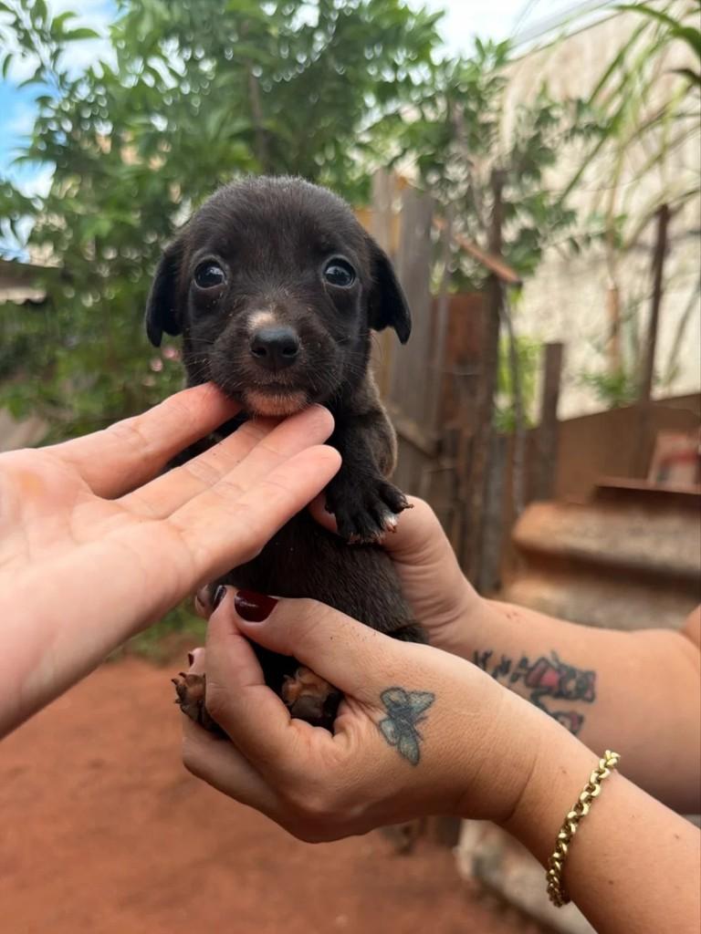 Cachorrinha, cadela de porte pequeno para adoção em Teodoro Sampaio - SP
