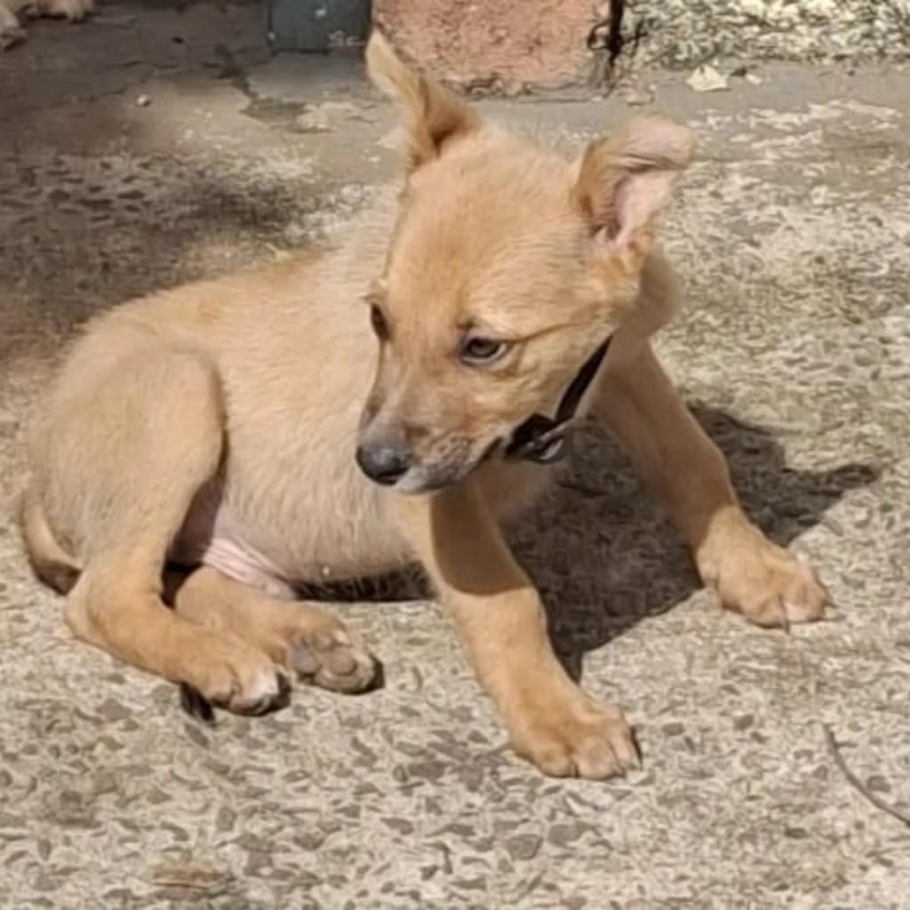 Caramelinho, cachorro de porte pequeno para adoção em Teodoro Sampaio - SP