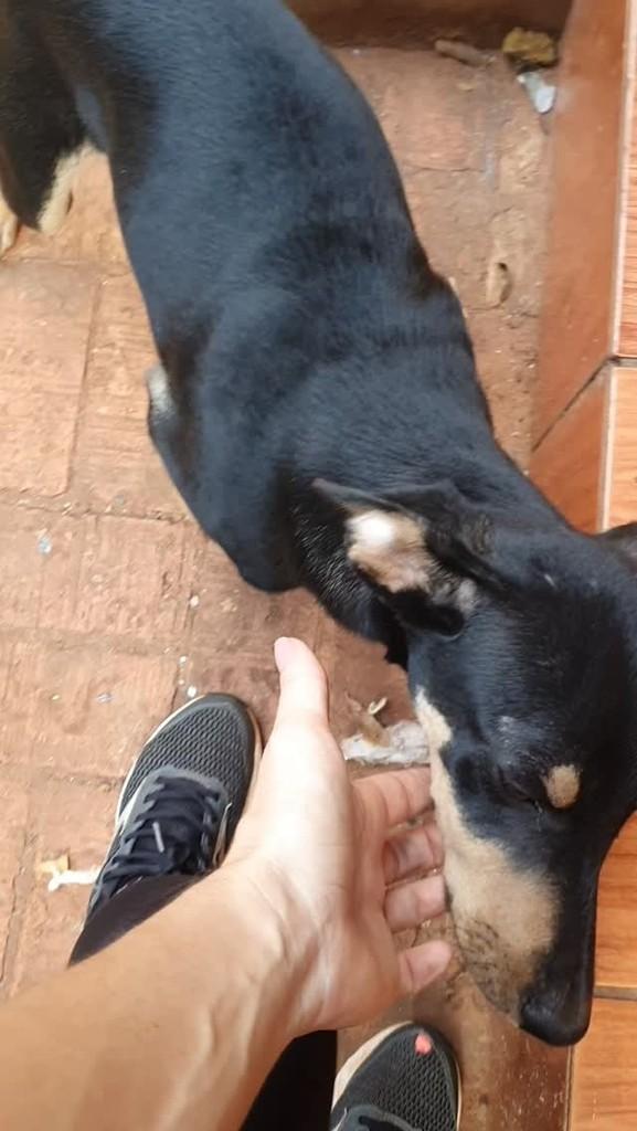 Luna, cadela de porte pequeno para adoção em Teodoro Sampaio - SP