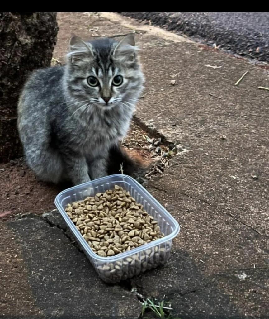 Belezinha, gato de porte pequeno para adoção em Teodoro Sampaio - SP