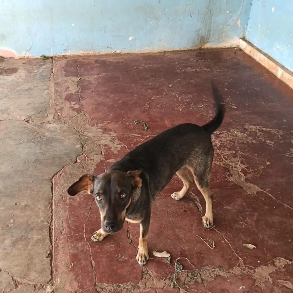 Belinha, cadela de porte pequeno para adoção em Teodoro Sampaio - SP