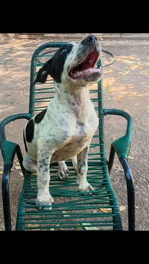 Zaia, cachorro de porte pequeno para adoção em Teodoro Sampaio - SP