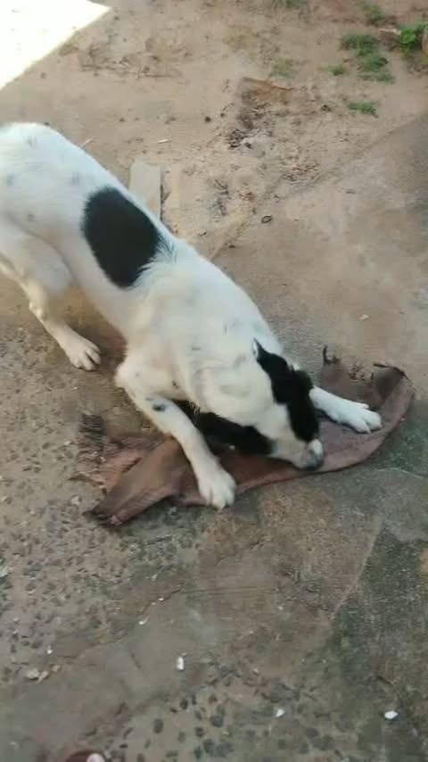Pitoco, cachorro de porte médio para adoção em Teodoro Sampaio - SP