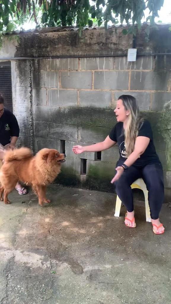 Brigitte, cachorro de porte médio para adoção em Queimados - RJ