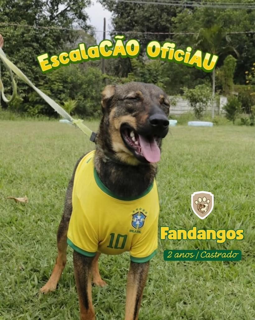 Fandangos, cachorro de porte médio para adoção em Queimados - RJ