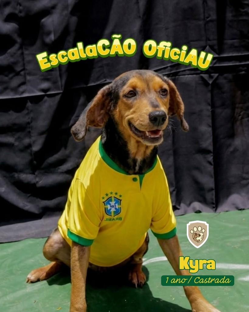 Kyra, cachorro de porte pequeno para adoção em Queimados - RJ