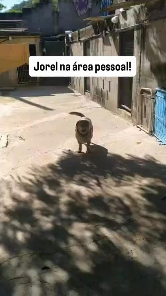 Jorel, cachorro de porte pequeno para adoção em Queimados - RJ