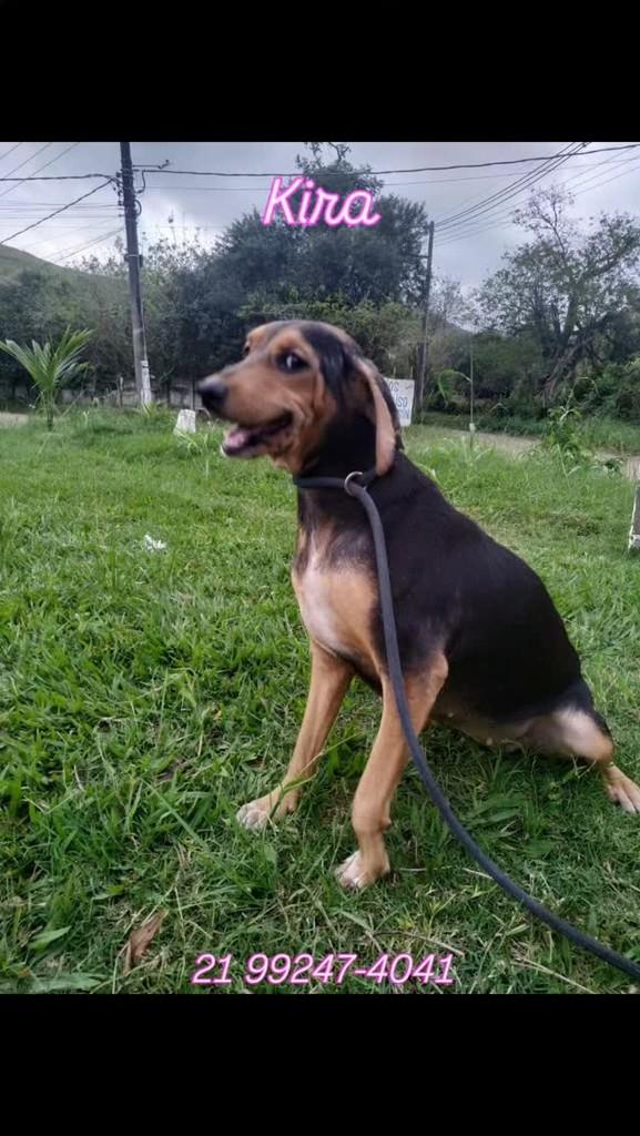 Kira, cadela de porte pequeno para adoção em Queimados - RJ