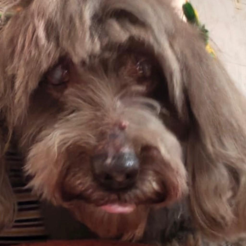 Sophia, cachorro para adoção em Queimados - RJ
