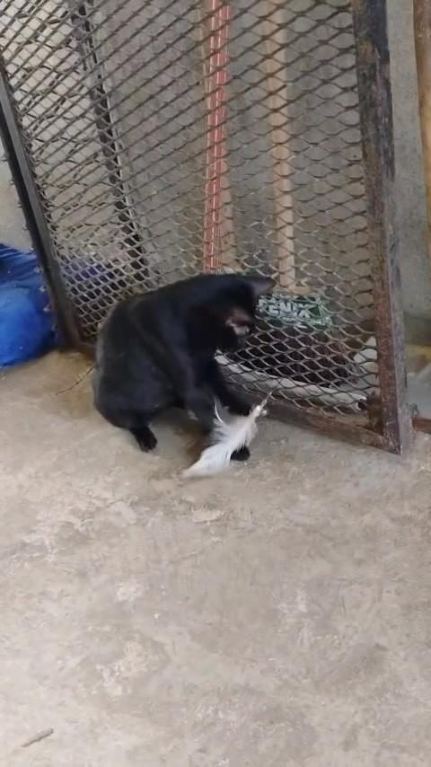 Eva, gato de porte pequeno para adoção em Queimados - RJ