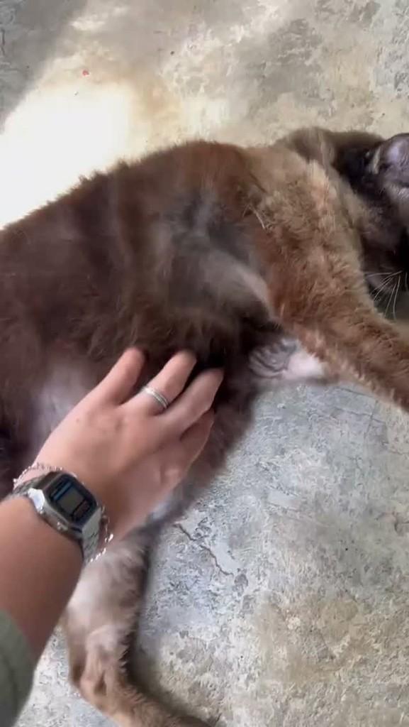 Abel, gato de porte médio para adoção em Queimados - RJ