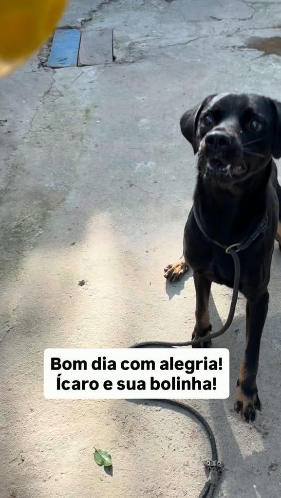 Ícaro, cachorro de porte médio para adoção em Queimados - RJ