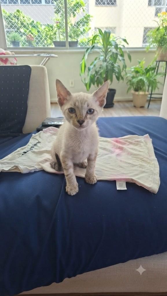 Harry Potter, gato de porte pequeno para adoção em Queimados - RJ