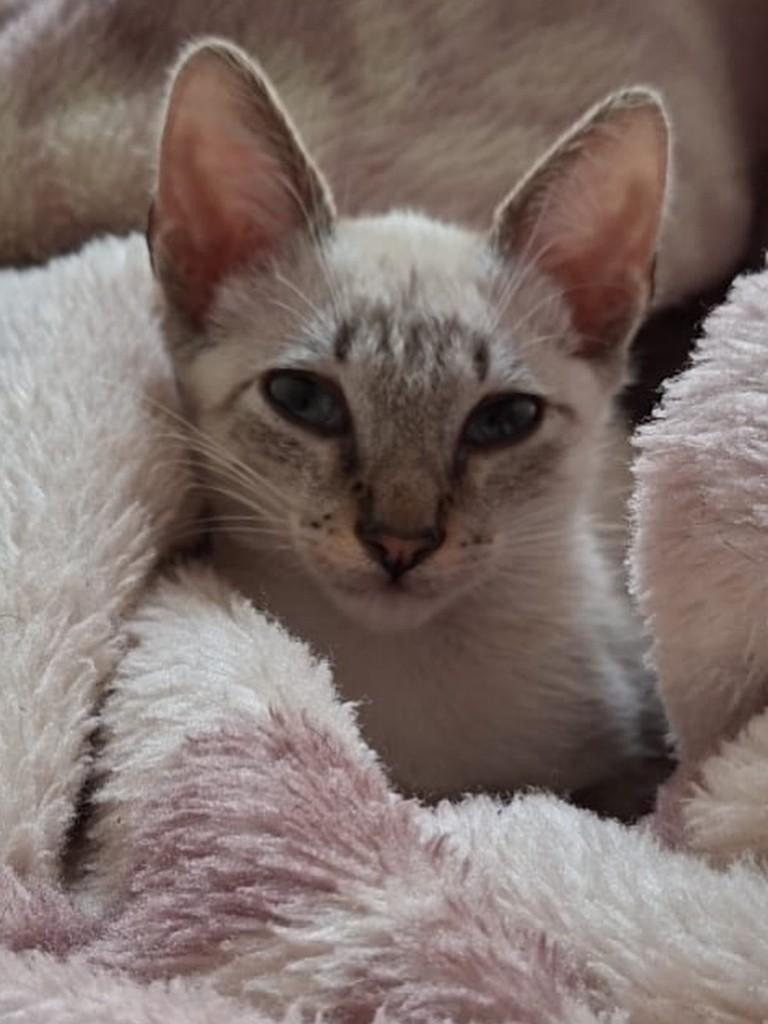 Harry, gato de porte pequeno para adoção em Queimados - RJ